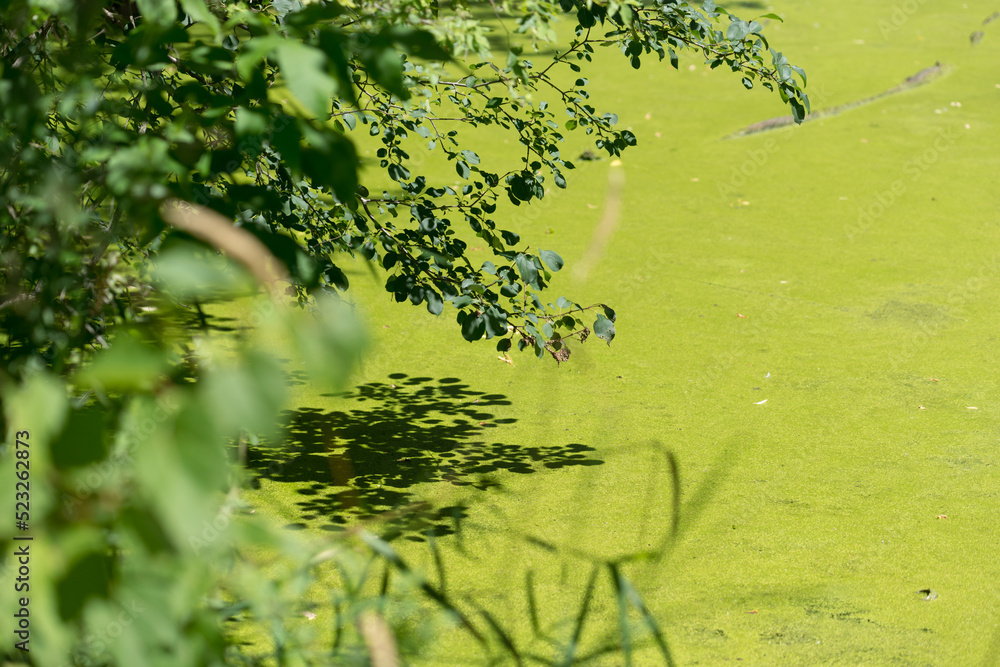 Naklejka premium pond covered with duck weed