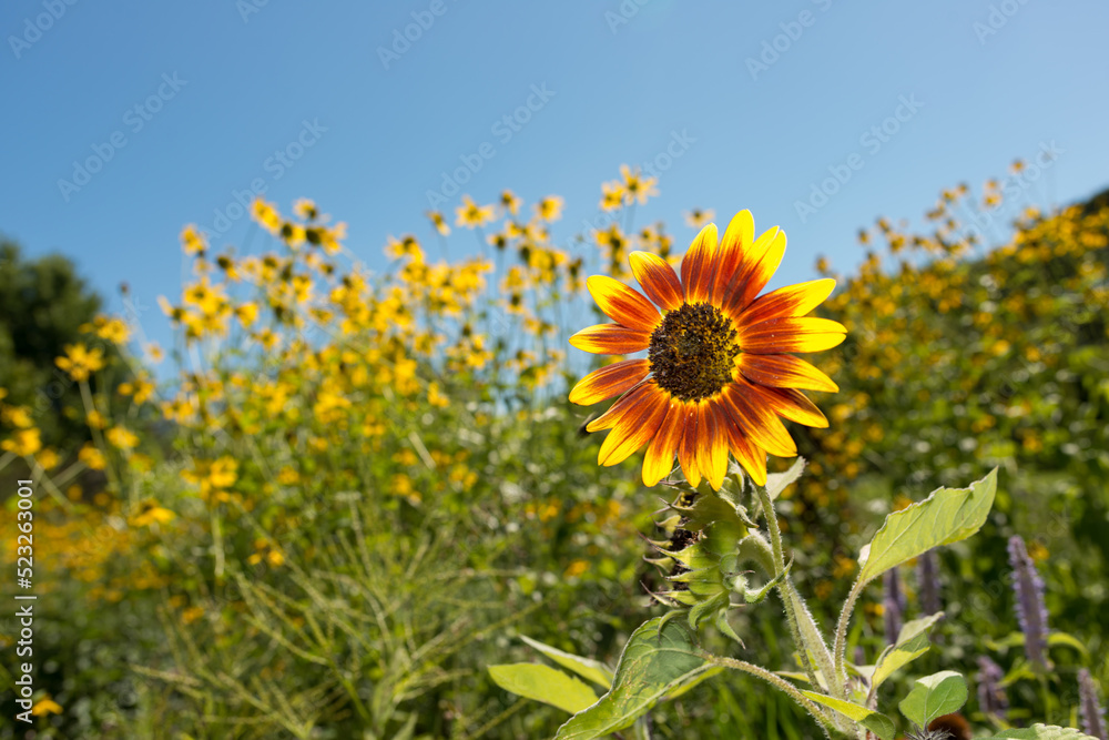 sunflower isolated on a background with tall yellow flowers and blue sky