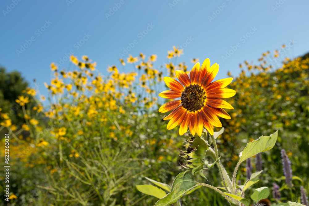 sunflower isolated on a background with tall yellow flowers and blue sky sunflower isolated on a background with tall yellow flowers and blue sky