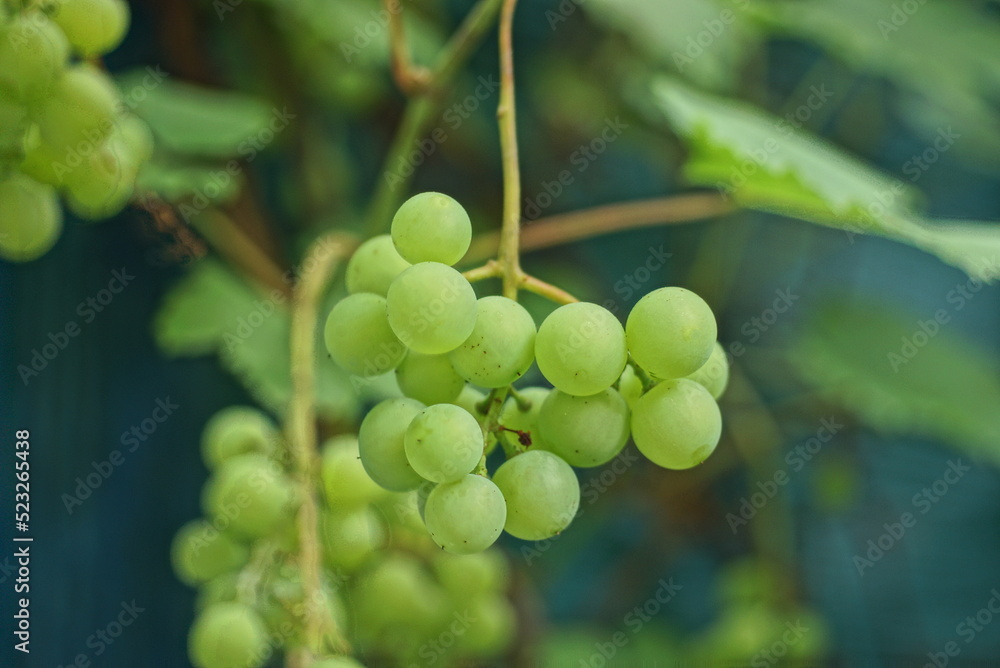 branch with green many grapes among large leaves in a summer garden branch with green many grapes among large leaves in a summer garden