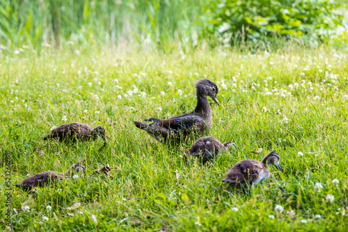Family of ducks walking through a grassy meadow of a park