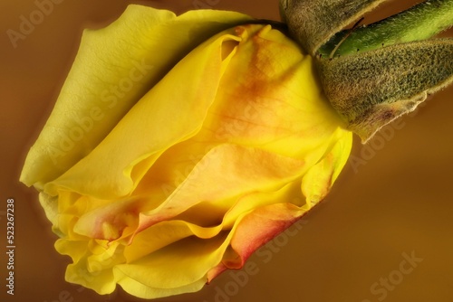 Fotografija Isolated yellow rose bud with red tinge