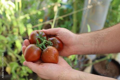 Person man holds tomatoes on vine in hands, freshly picked red tomatoes in hands, home gardening