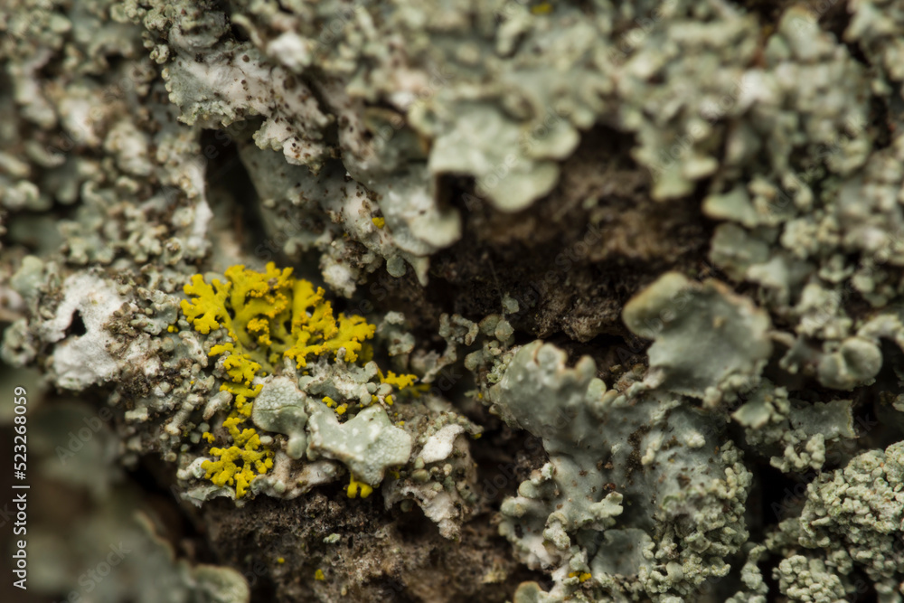 lichen on a tree