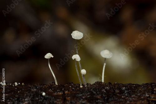 a group of little mushrooms 