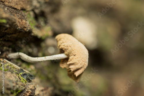 small mushroom 