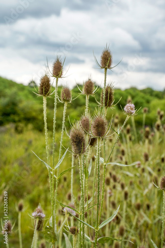 Tall thistle weeds growing in a field. Natural landscape.
