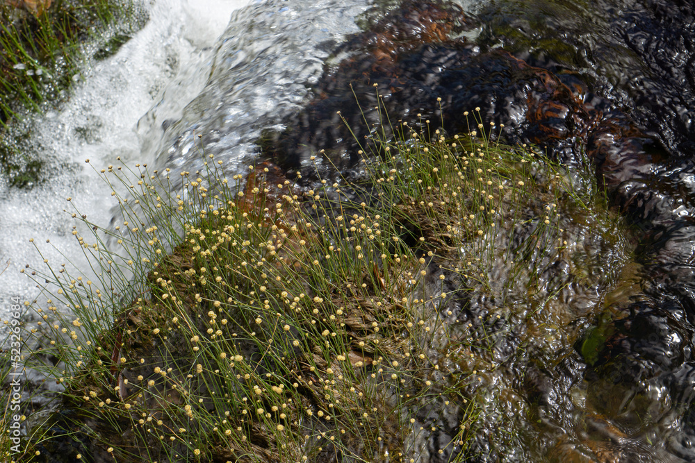 water flowing in the forest water flowing in the forest