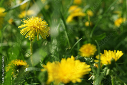 Beautiful bright yellow dandelions in green grass on sunny day  closeup