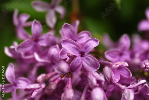 Beautiful lilac flowers with water drops on blurred background, closeup