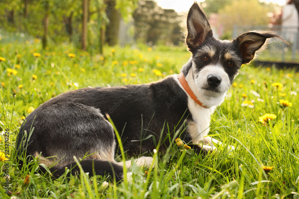 Cute dog with leash lying on green grass in park Cute dog with leash lying on green grass in park