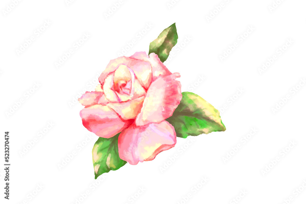 pink rose isolated on white