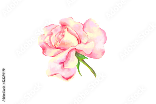 pink rose isolated on white © Tatyana Olina