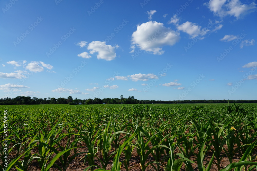 Corn stocks are growing on a farm field