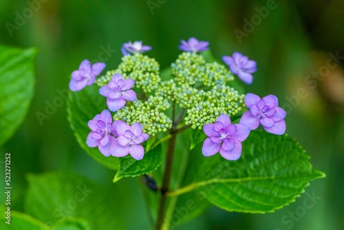 ひっそりと咲く花火のように見える紫のアジサイの花