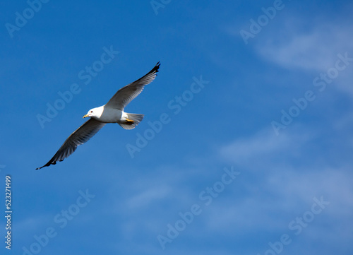 A seagull flys in a blue sky. © Amanda
