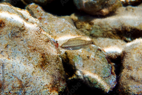 East atlantic peacock wrasse - Symphodus tinca photo