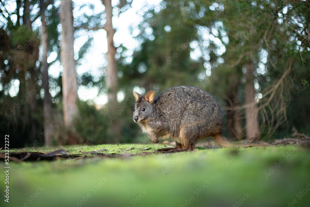 wallabie rufus of tasmania in a park wallabie rufus of tasmania in a park