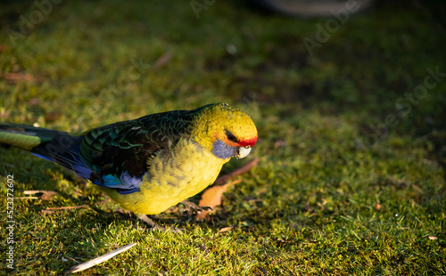 beautiful green rosella at freycinet national park in tasmania /australia photo