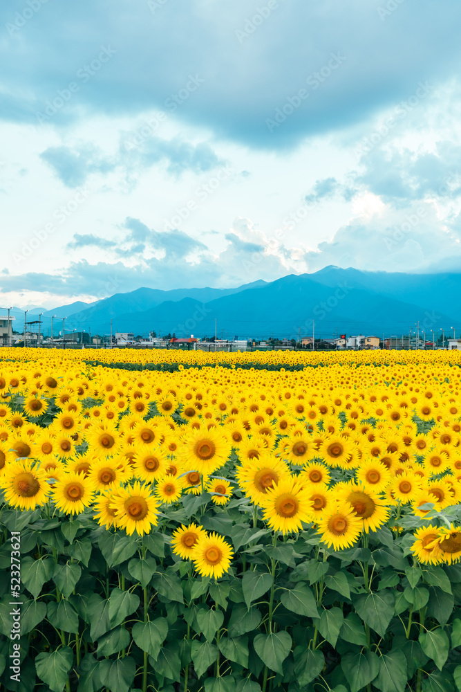 Fototapeta premium 青空と山とひまわり畑 sun flower blue sky mountain