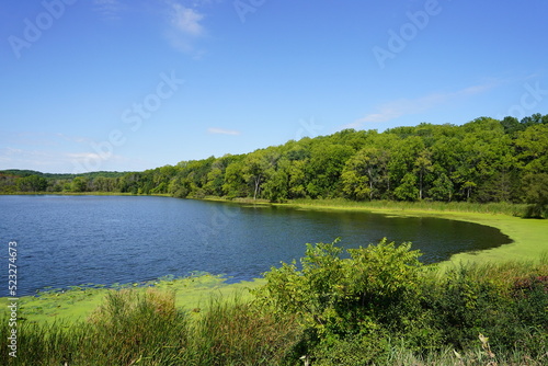 The lush green forest around a lake 