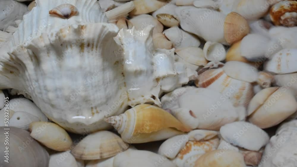 Close-up of water drops on shell background Close-up of water drops on shell background