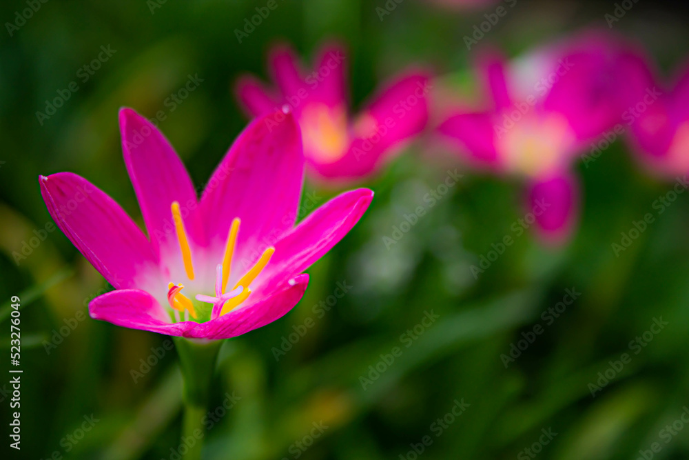 flower of the west wind flower of the west wind