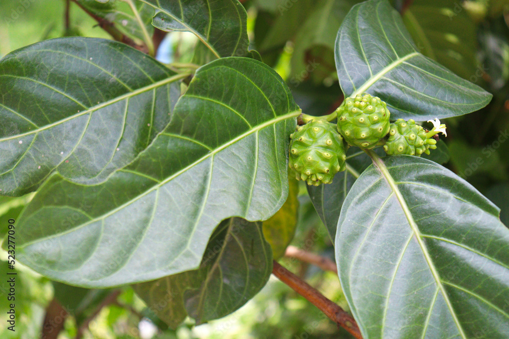 Morinda citrifolia noni fruit on tree Morinda citrifolia noni fruit on tree