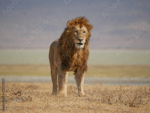 Lion male in Ngorongoro National Park