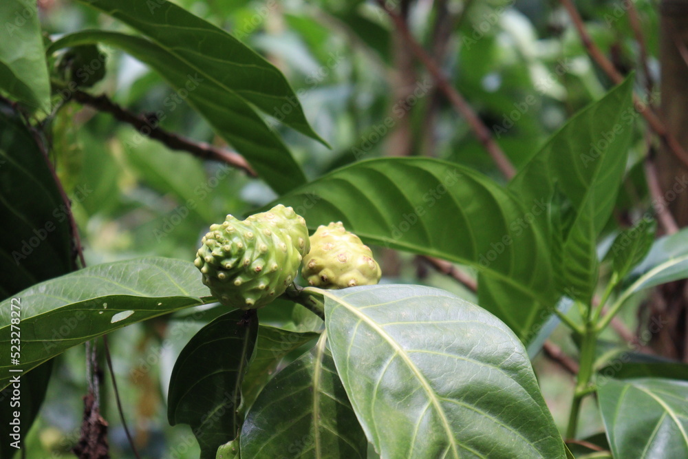 Morinda citrifolia noni fruit on tree