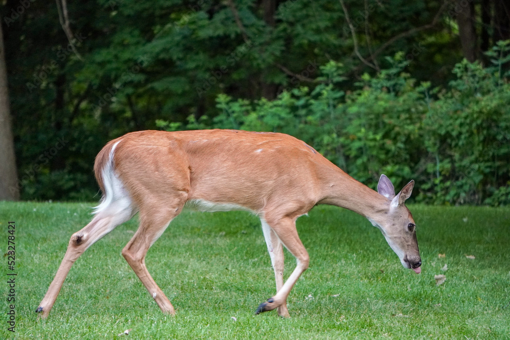 Female Deer Eating Female Deer Eating