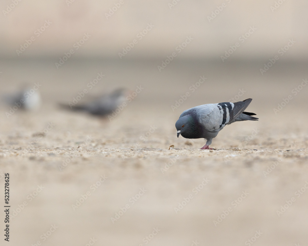 Fototapeta premium Rock Pigeon searching for food on the ground