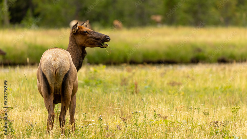 Female Elk in Open Meadow, Wyoming Wildlife Female Elk in Open Meadow, Wyoming Wildlife
