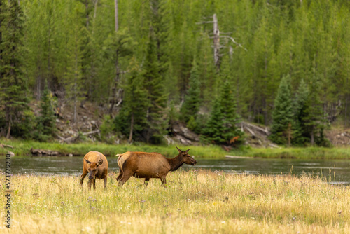 Elk in Open Meadow in Wyoming