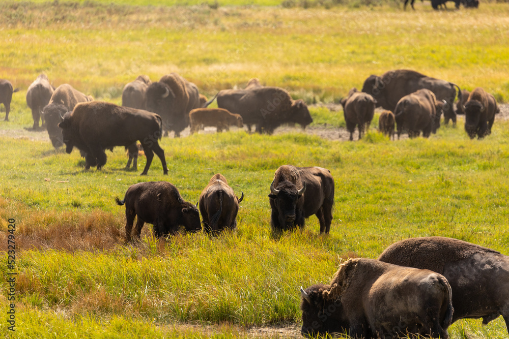 Herd of Bison in Open Grasslands in Wyoming