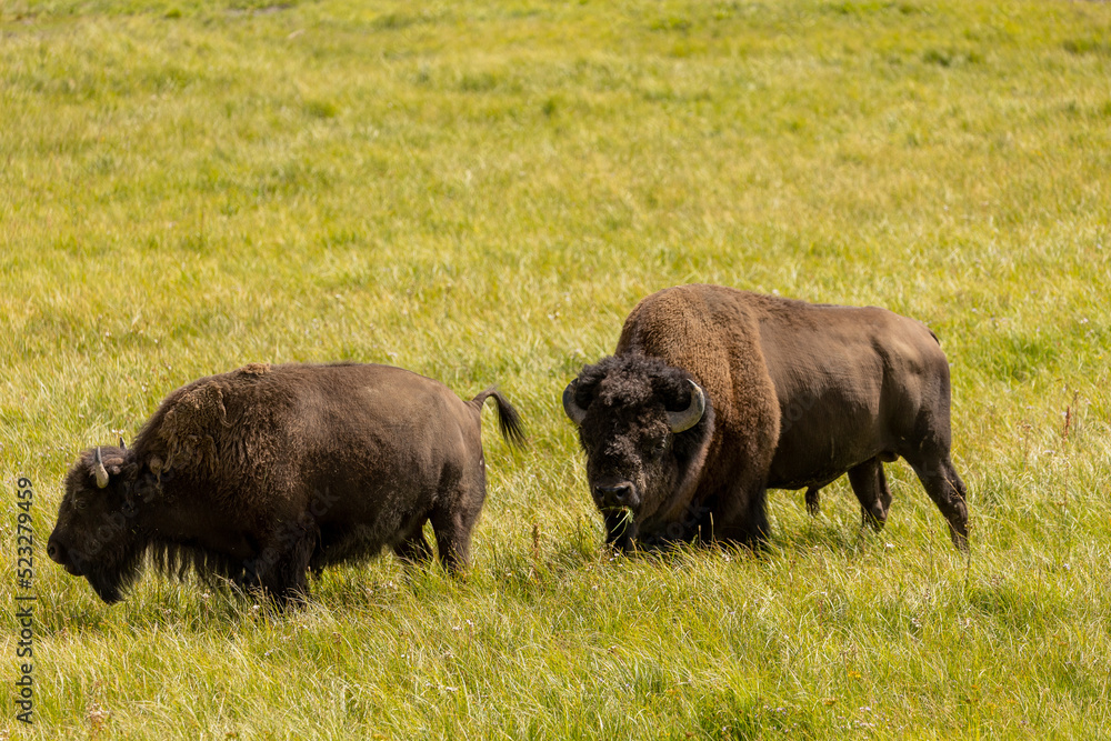 Male Bull Bison in Yellowstone National Park Male Bull Bison in Yellowstone National Park