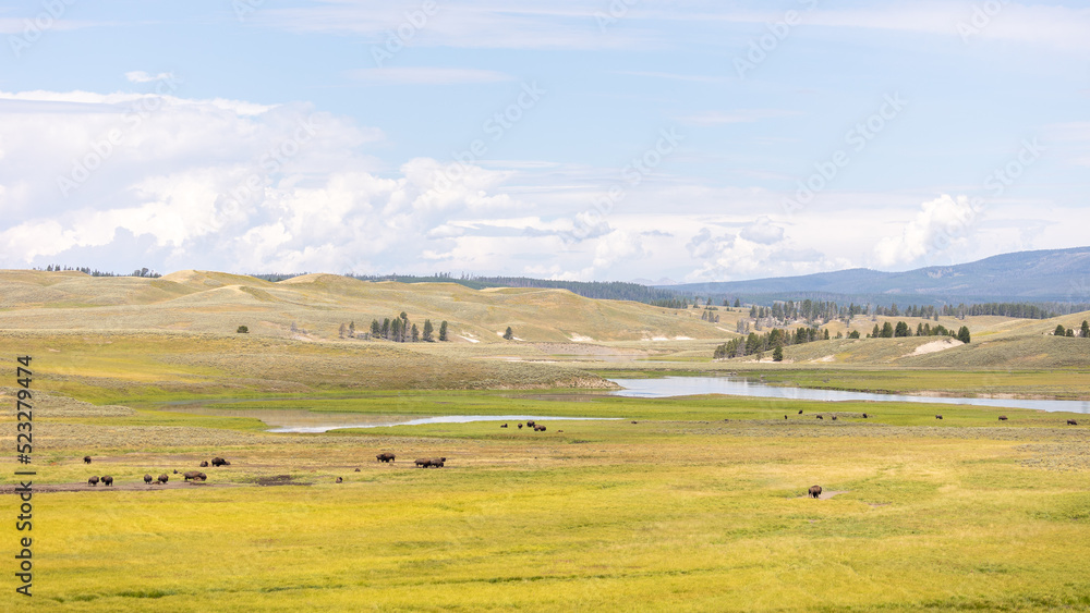 Yellowstone National Park Wildlife Aug 2022