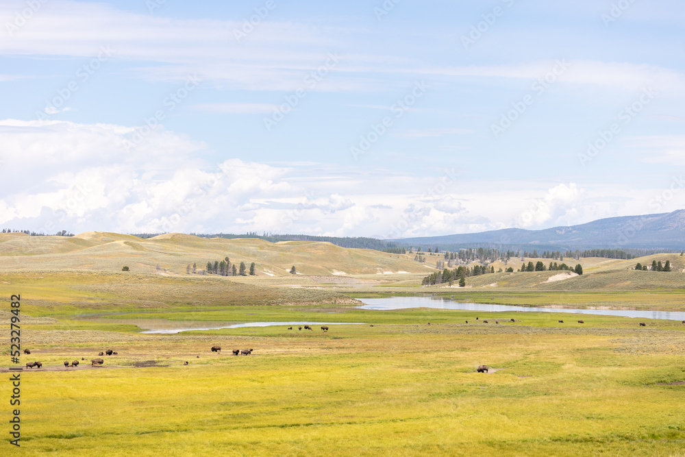 Bison in Hayden Valley Yellowstone National Park Bison in Hayden Valley Yellowstone National Park