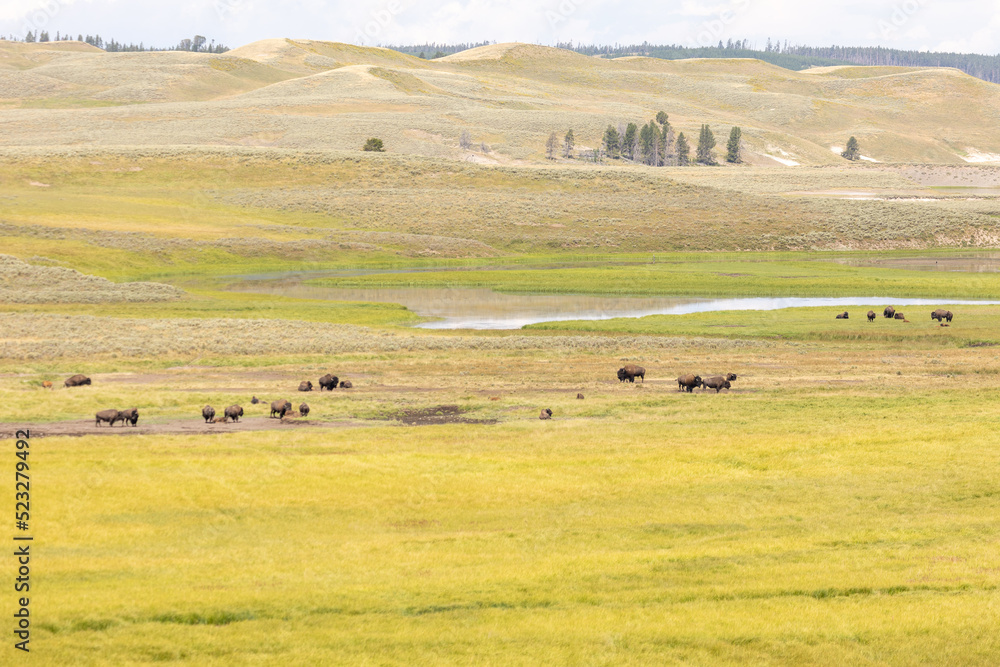 Bison Landscape in Yellowstone