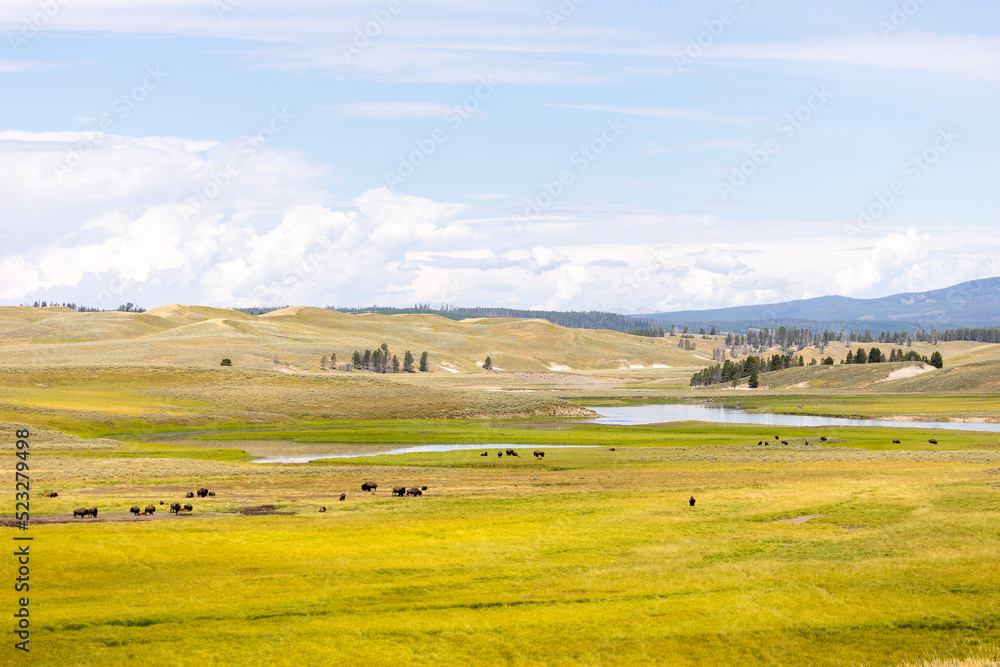 Yellowstone National Park Beautiful Bison Landscape