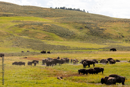 Bison Herd in Hayden Valley Yellowstone