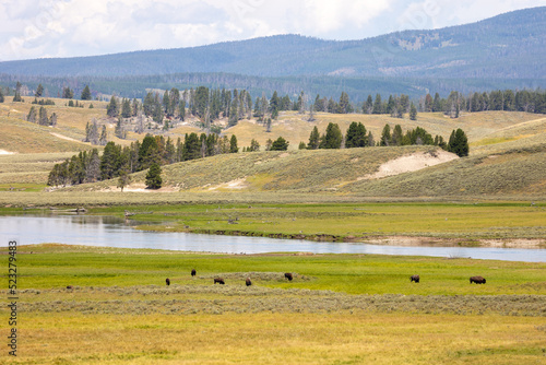 Bison Yellowstone National Park  August 2022