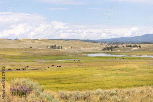 Bison in Yellowstone National Park August 2022 photo