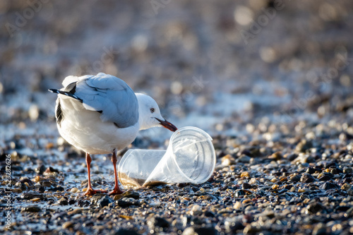 Seagull at the beach picking at a plastic cup that has washed up on the shore. Environmental human impact