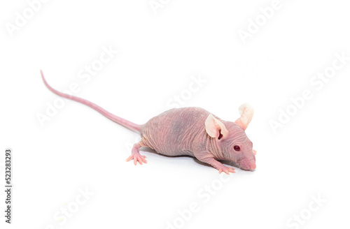 Immunodeficient nude mouse for animal test on the white background. Animal for studies of oncology, immunology and infectious diseases in laboratory