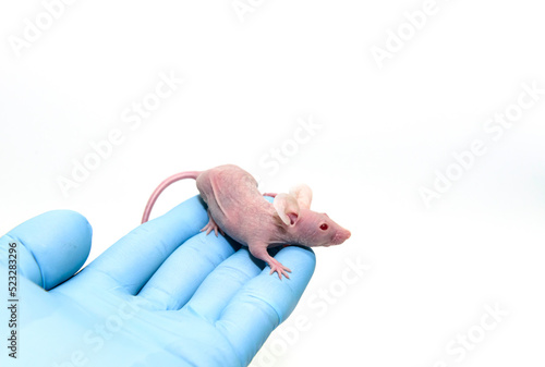 Immunodeficeint nude mouse is on the blue glove hand of scientist in white background. Animal for studies of oncology, immunology and infectious diseases in laboratory photo
