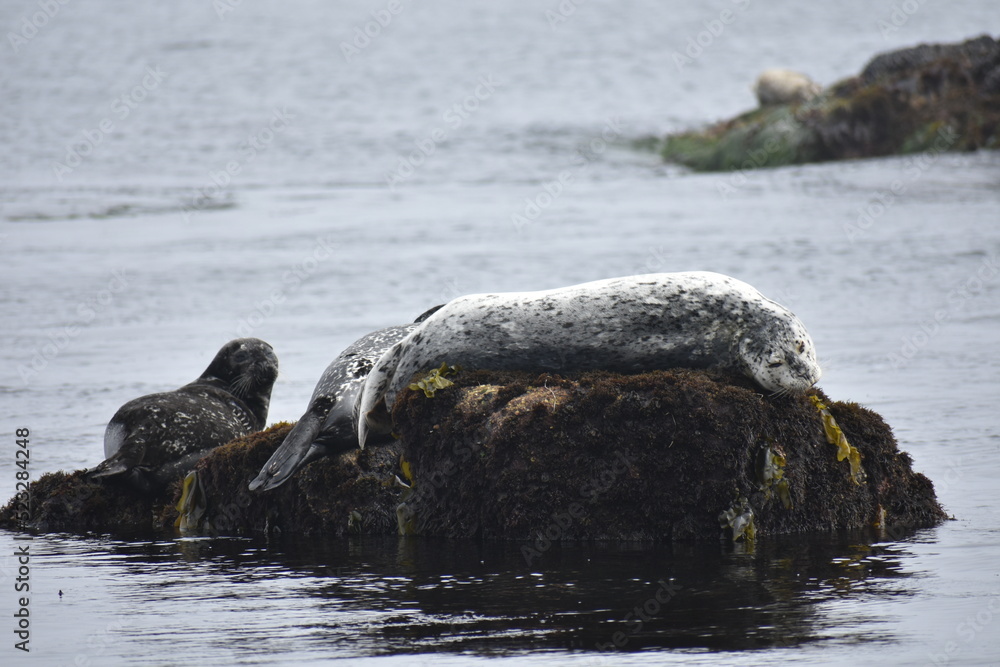 Fototapeta premium rocks and the seal