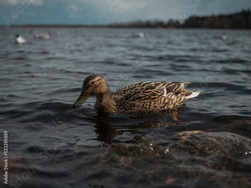 duck on the lake