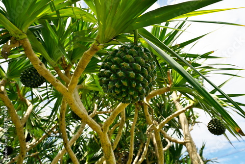 Okinawa,Japan - July 1, 2022: Fruits of Pandanus odoratissimus or Adan in Ishigaki island, Okinawa, Japan
 photo
