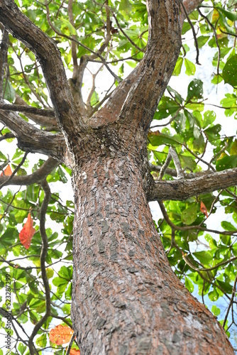 Ketapang tree (Terminalia catappa) is a large tropical tree in the leadwood tree family. high angle shot of ketapang stem.